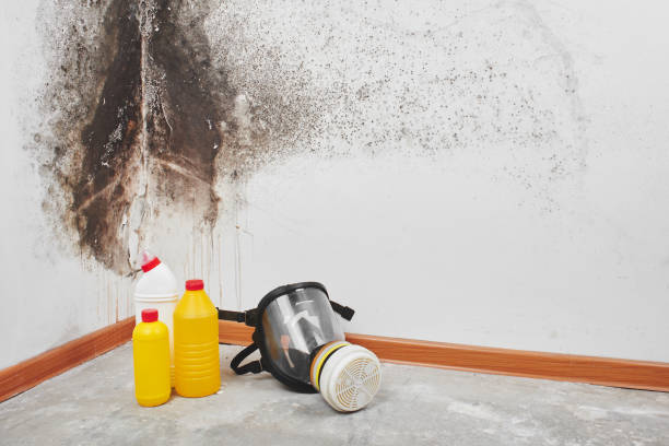 Best Residential Mold Remediation in Bridgeport, TX
