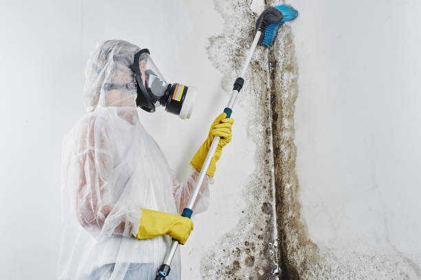 Best Attic Mold Remediation in Bridgeport, TX