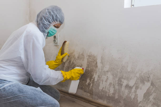 Best Bathroom Mold Remediation in Bridgeport, TX