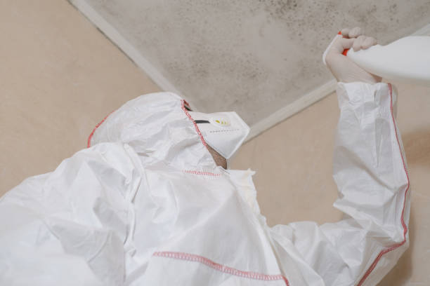 Best Health and Safety Mold Remediation in Bridgeport, TX