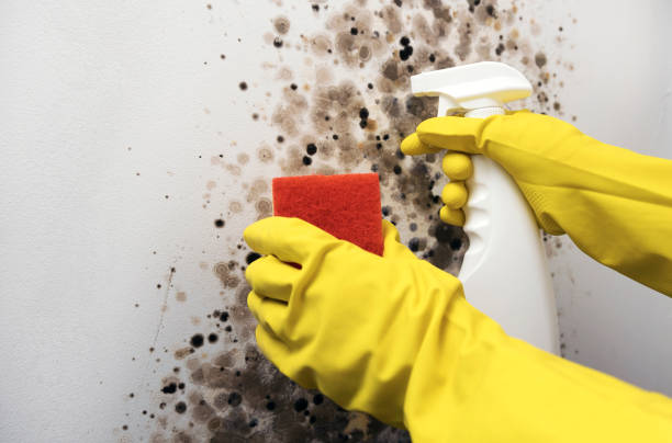 Best Mold Remediation for Schools in Bridgeport, TX