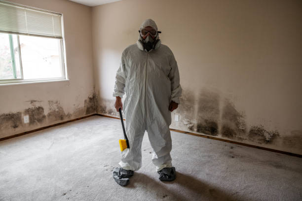 Best DIY Mold Remediation Support Services in Bridgeport, TX