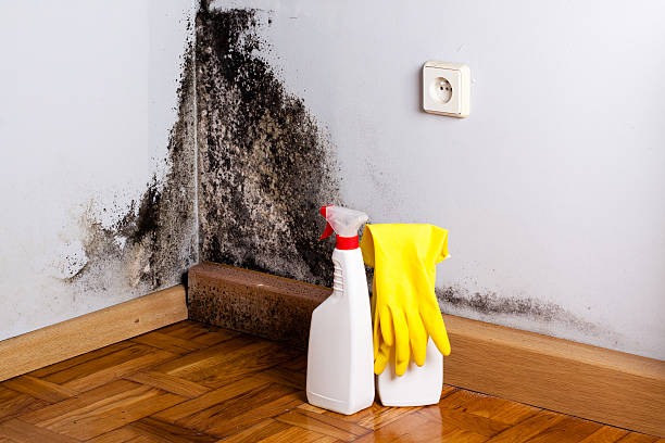 Best Commercial Mold Remediation in Bridgeport, TX