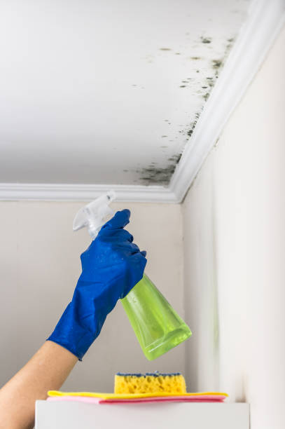 Best Preventive Mold Services in Bridgeport, TX
