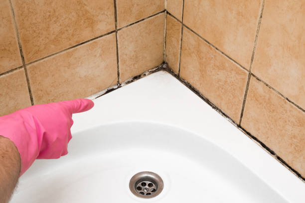 Best HVAC Mold Remediation in Bridgeport, TX